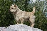 CAIRN TERRIER 451
